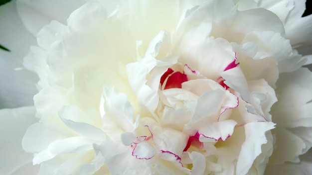 Witte pioenroos bloem close-up