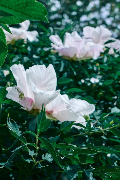 Witte pioenrozen. Groene struik met witte lentebloemen. Mooie natuurlijke achtergrond