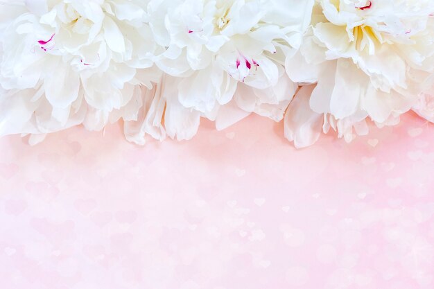 Witte pioenrozen op roze achtergrond. Concept voor Valentijnsdag, bruiloft, verloving
