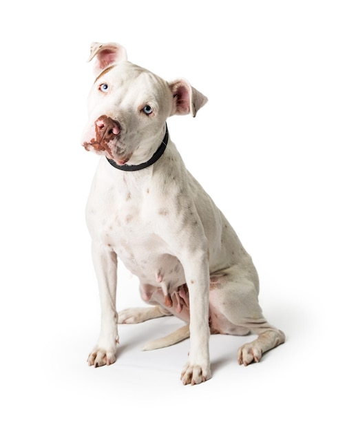 Foto witte pit bull dog zittend kantelend hoofd