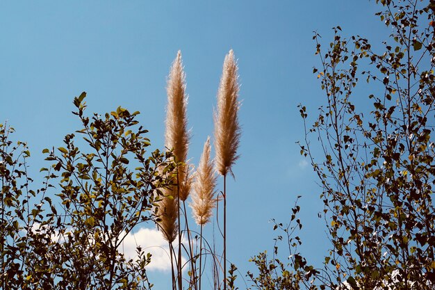 witte planten en blauwe lucht in het auutmn-seizoen