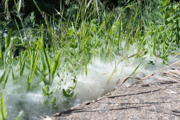 Witte pluis ligt aan de rand van de baan op het groene gras.