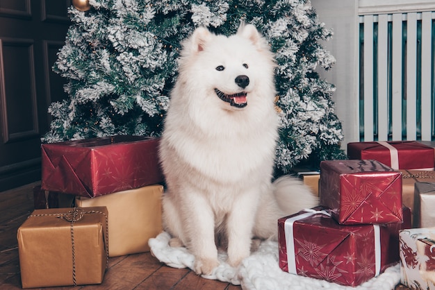 Witte pluizige hond Samojeed zit in de buurt van de kerstboom met geschenkdozen.