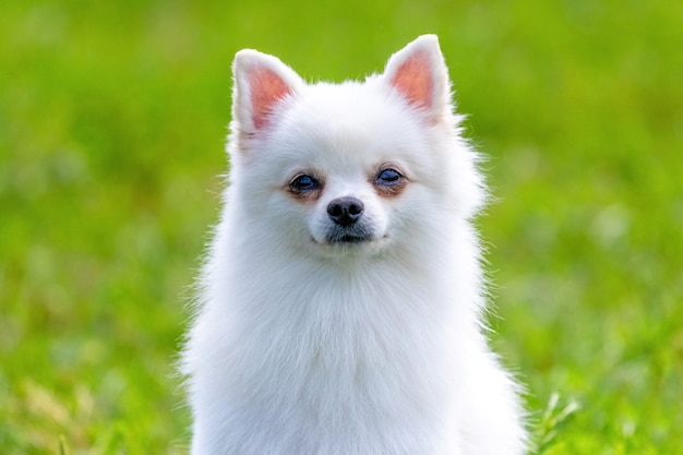 Witte pluizige hondenras Spitz op een wazige achtergrond close-up, portret van een kleine schattige hond