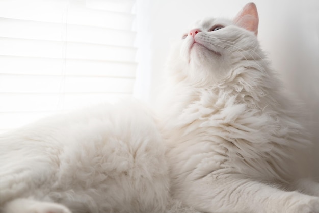 Witte pluizige kat die op vensterbank rust