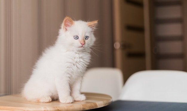 Witte pluizige kat Kleine kitten thuis Huisdieren concept