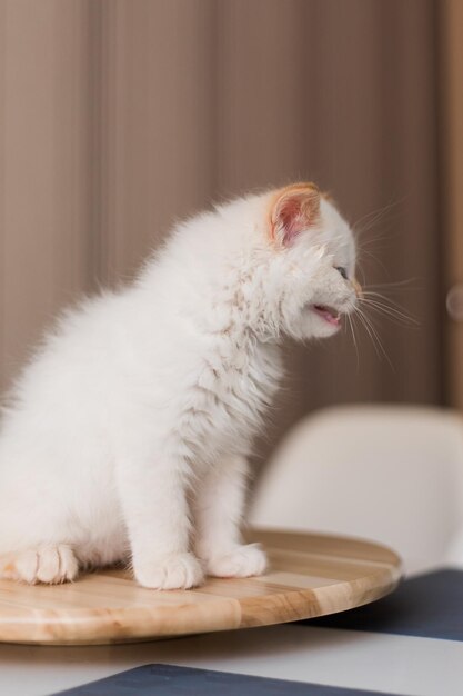 Witte pluizige kat Kleine kitten thuis Huisdieren concept