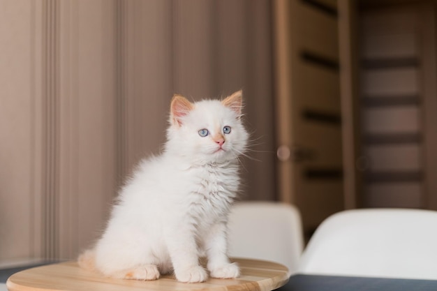 Witte pluizige kat Kleine kitten thuis Huisdieren concept