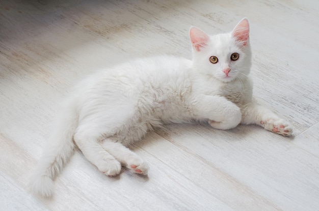 Witte pluizige kat liegt en kijkt in de lens