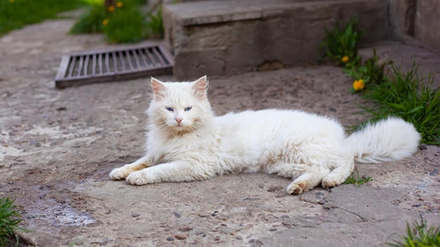 Witte pluizige kat met blauwe ogen close-up