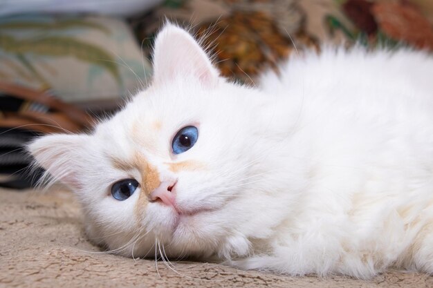 Witte pluizige kat met blauwe ogen slaapt op bed