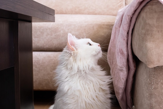 Witte pluizige kat springt op de bank