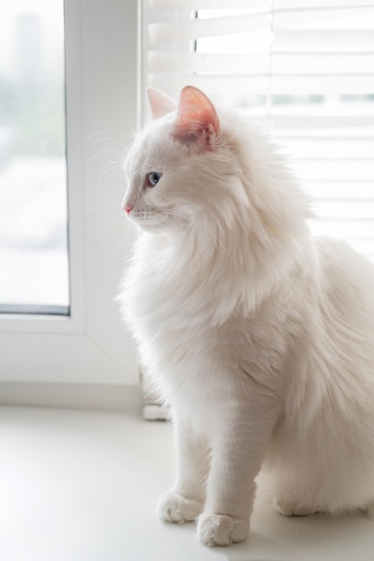 Witte pluizige kat zittend op de vensterbank