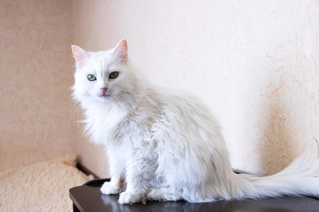 Witte pluizige kat zittend op een tafel