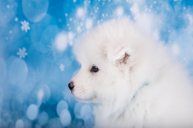 Witte pluizige kleine Samojeed puppy hond muilkorf profiel close-up