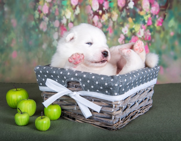 Witte pluizige kleine samojeed puppy hondje in een mand met appels
