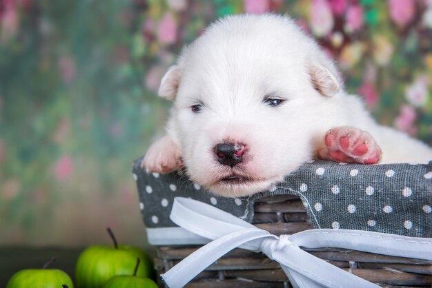 Witte pluizige kleine samojeed puppy hondje in een mand met appels