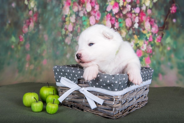 Witte pluizige kleine Samojeed puppy hondje in een mand met appels