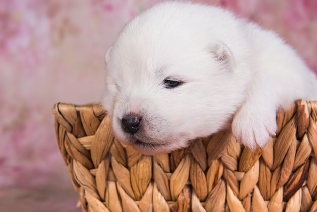 Witte pluizige kleine Samojeed puppy hondje in een mand