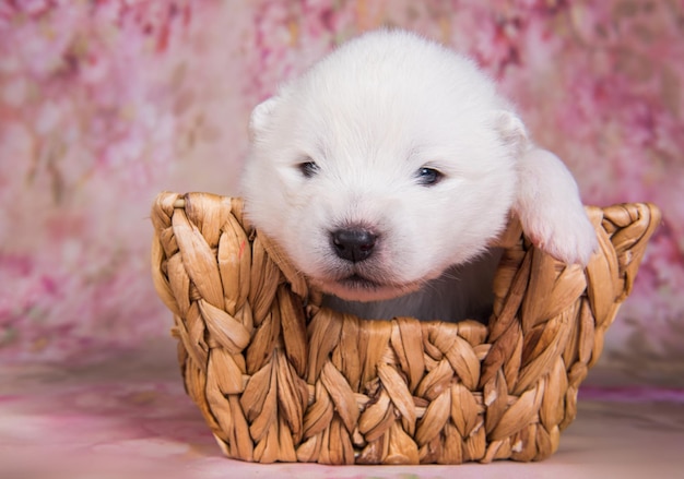 Witte pluizige kleine Samojeed puppy hondje in een mand