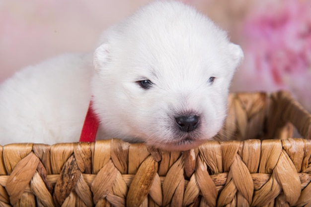 Witte pluizige kleine Samojeed puppy hondje in een mand