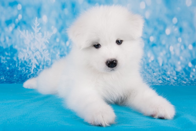 Witte pluizige kleine samojeed puppy hondje zit op blauwe deken