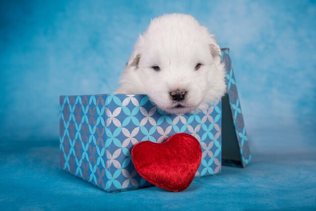 Witte pluizige kleine Samojeed puppyhond in een geschenkdoos