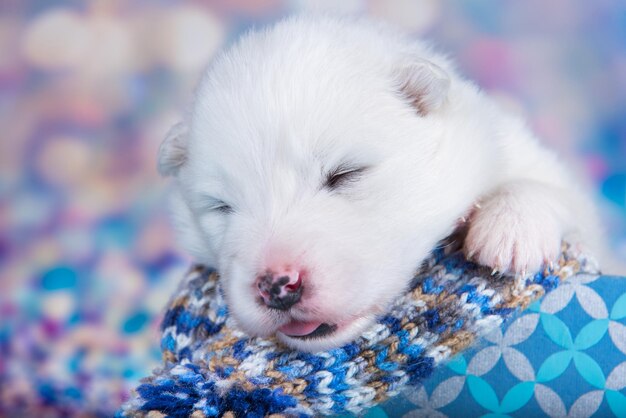 Witte pluizige kleine Samojeed puppyhond in een kerstcadeaudoos