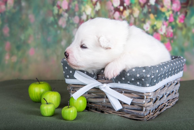 Foto witte pluizige kleine samoyed puppy hond in een mand met appels