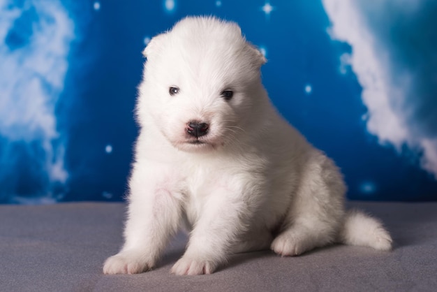 Foto witte pluizige kleine samoyed puppy hond is op blauwe achtergrond