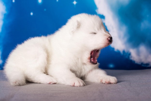 Foto witte pluizige kleine samoyed puppy hond is op blauwe achtergrond