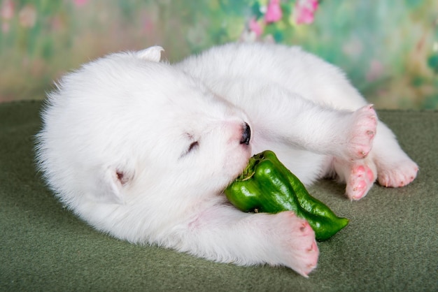 Witte pluizige kleine samoyed puppy hond met groene peper