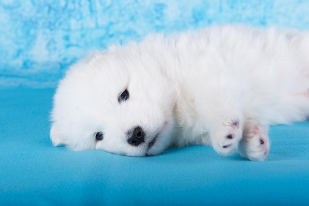 Foto witte pluizige kleine samoyed puppy hond slaapt op blauwe achtergrond