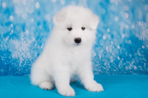 Foto witte pluizige kleine samoyed puppy hond zit op blauwe deken