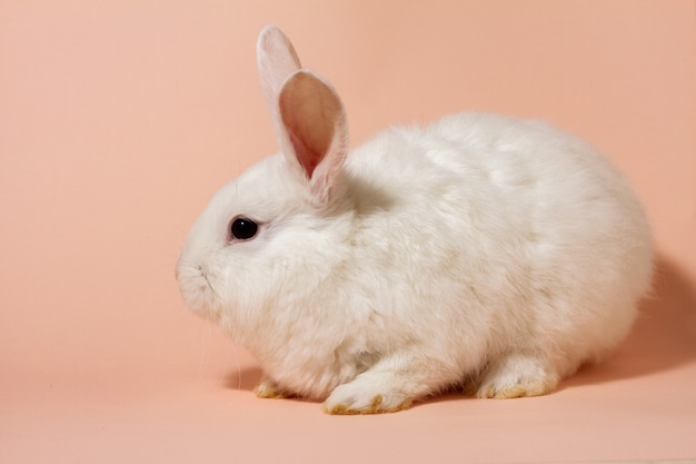 witte pluizige konijn op een roze pastel muur. Bunny voor.