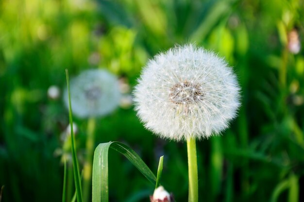 Witte pluizige paardebloem op een achtergrond van groen gras in de middag in de zomer