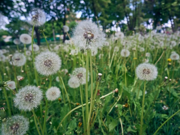 Witte pluizige paardebloemen in bloei.