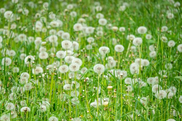 Witte pluizige paardebloemen, natuurlijk groen wazig oppervlak