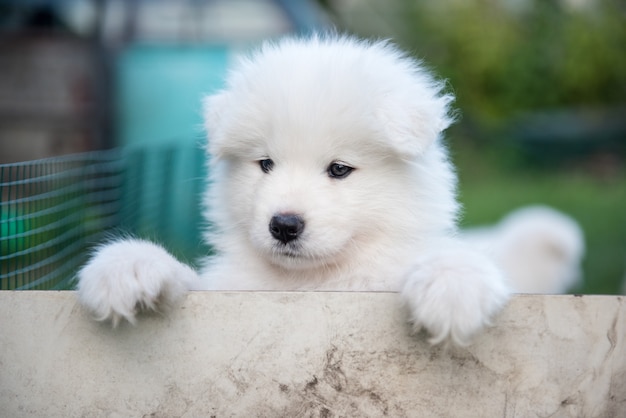 Witte pluizige Samojeed puppy gluren uit het hek