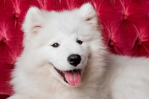 Witte pluizige Samoyed hondje puppy op de rode luxe bank