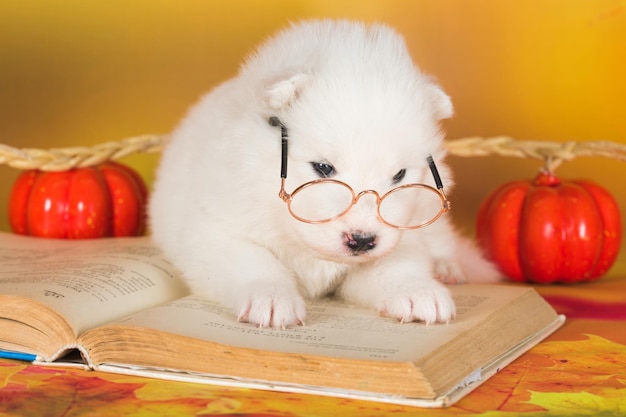 Foto witte pluizige samoyed puppy hond met boek