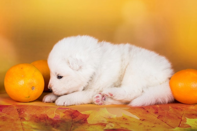 Witte pluizige samoyed puppy met oranje