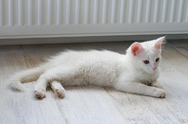 Witte pluizige volbloed kitten ligt op de vloer en kijkt weg