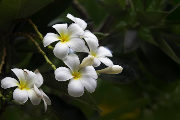 Witte plumeria-bloemen bloeien aan de boom