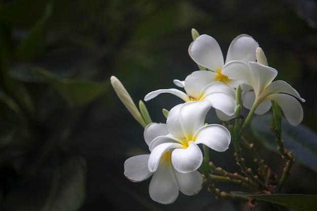 Witte Plumeria-bloemen bloeien aan de boom