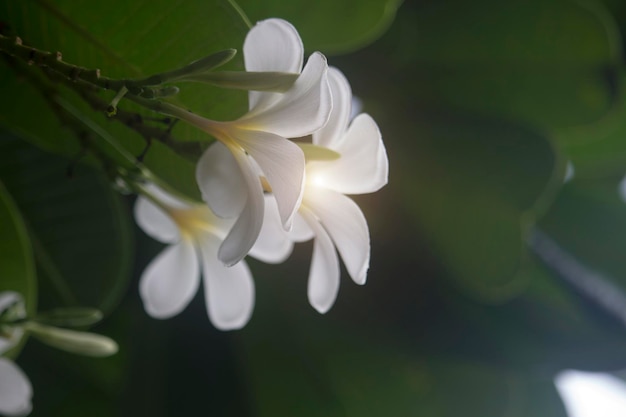 Witte Plumeria-bloemen bloeien aan de boom