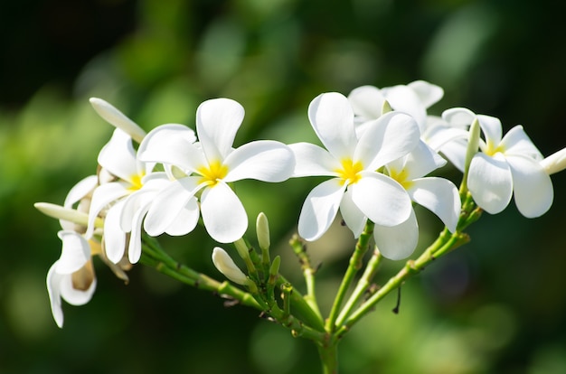 Witte plumeria bloemen close-up op groene natuur