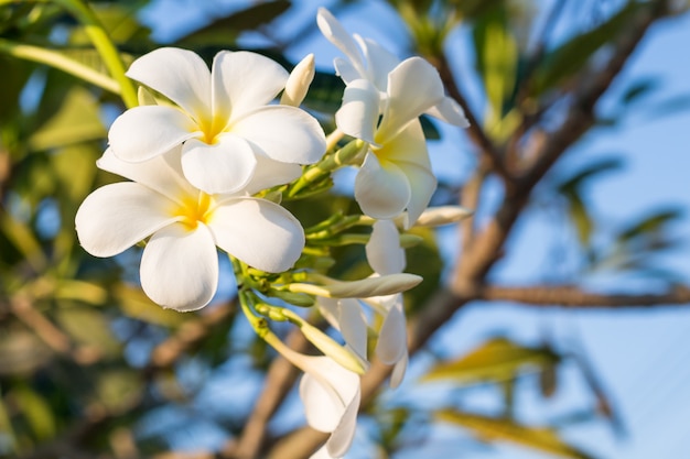 Witte Plumeria-bloemen met mooie zonlicht, de achtergrond van het frangipanionduidelijke beeld