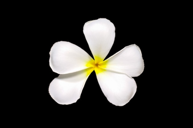 Witte plumeria frangipani bloemen geïsoleerd op zwarte leelawadee bloemen geïsoleerd op zwart