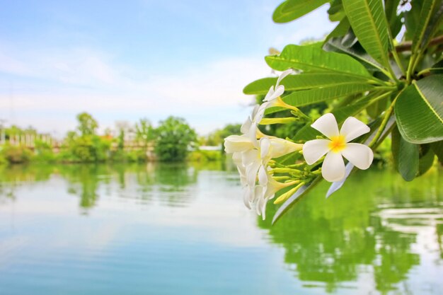 Witte plumeria met pool en blauwe hemelachtergrond